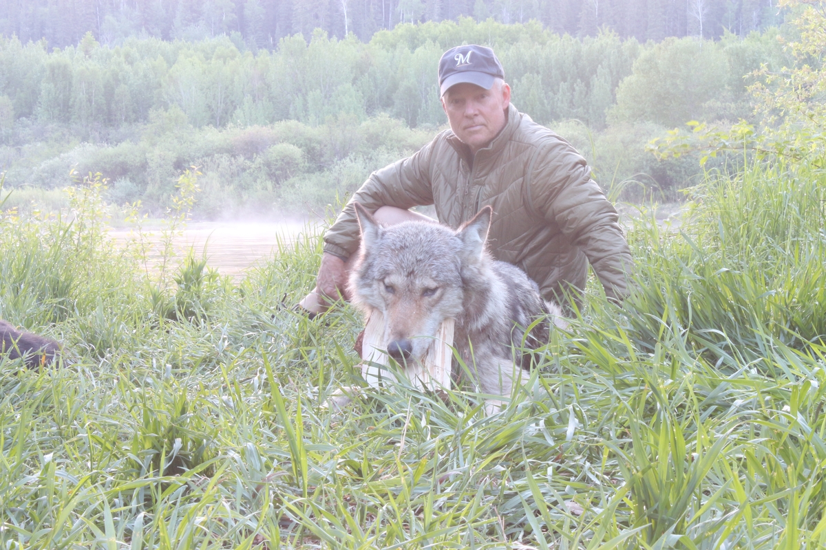 Alberta Wolf Hunts