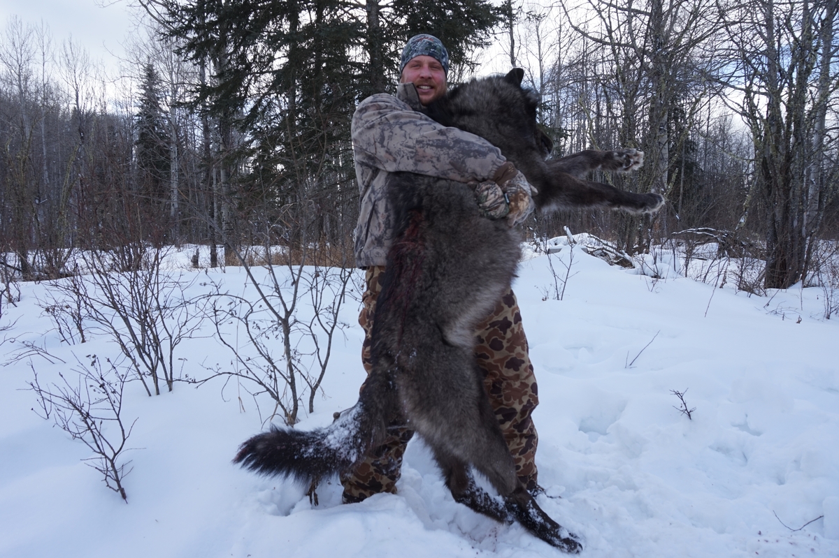 Alberta Wolf Hunting